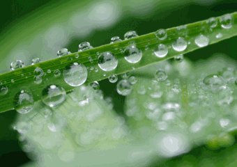 Planta com gotas d'água