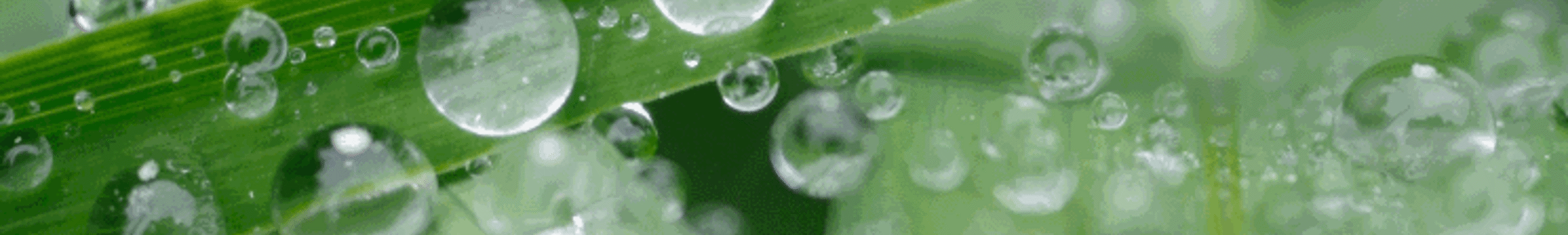 Planta com gotas d'água